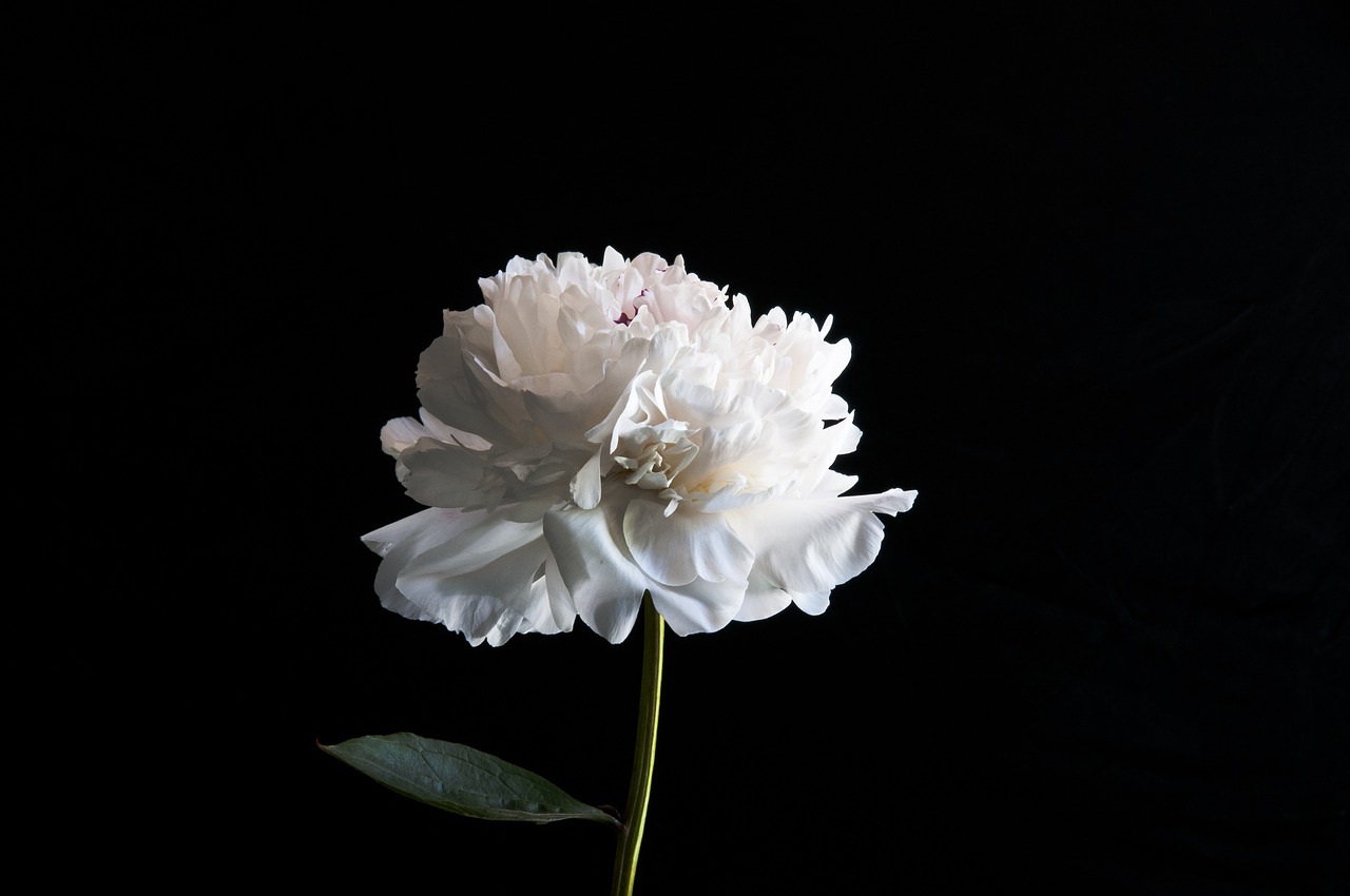 The Benefits of Minimalist Living for Mental Health